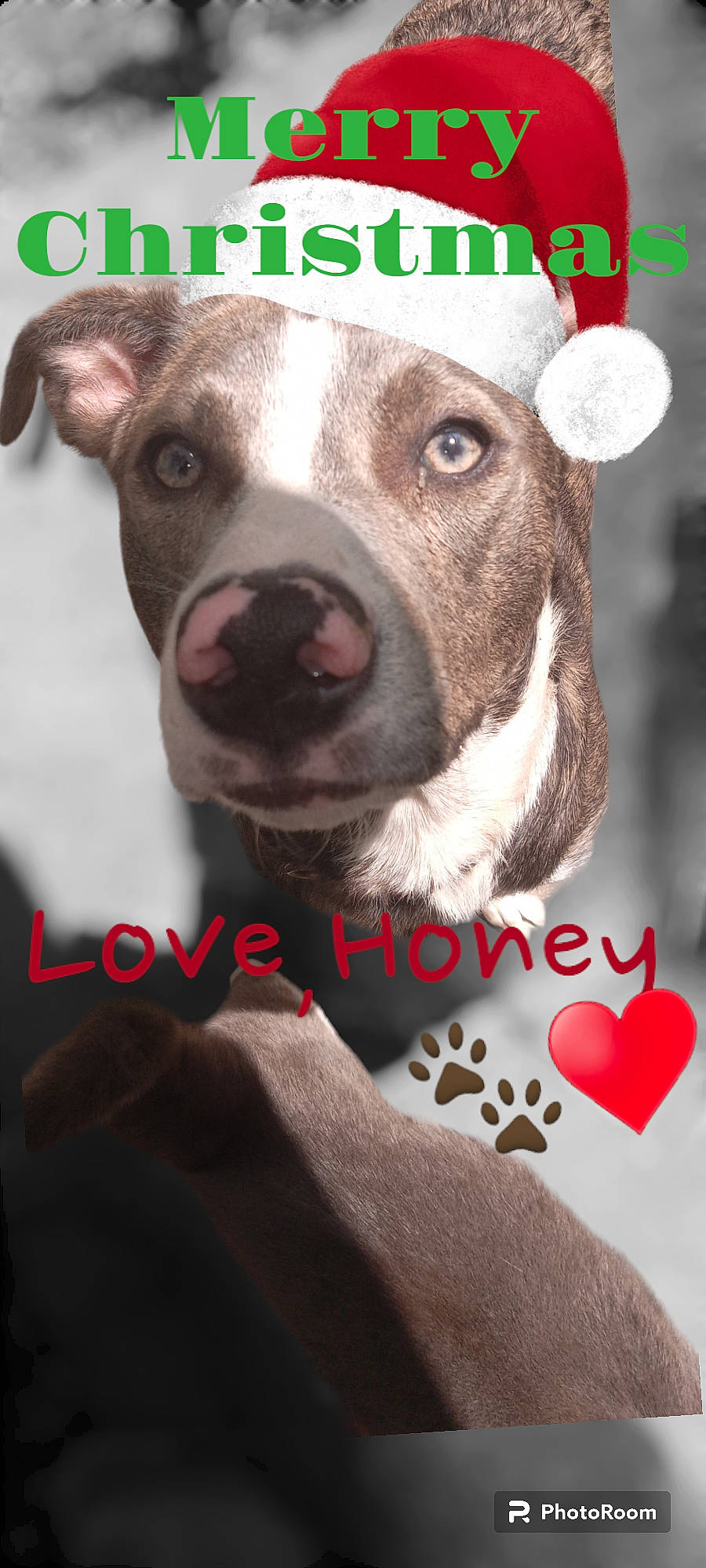 Honey is registered to the contest to win money with this photo: canidae, carmine, carnivore, collar, companion_dog, dog, dog_breed, dogo_argentino, fawn, font, fur, happy, liver, logo, photo_caption, puppy, snout, sporting_group, whiskers, working_animal