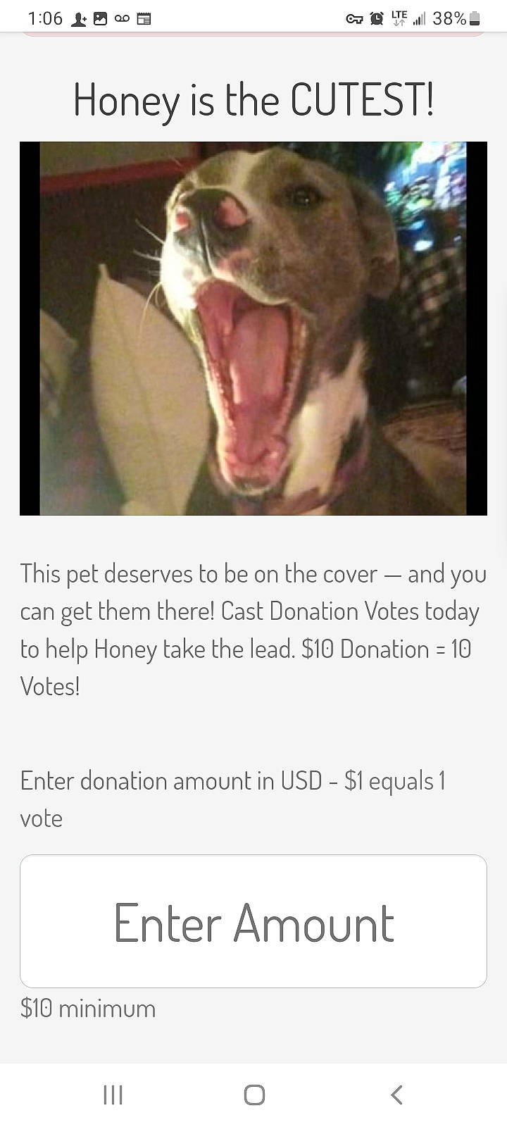 Honey joined the competition — help win amazing prizes! carnivore, companion_dog, dog, dog_breed, fang, felidae, font, fur, happy, liver, paw, photo_caption, screenshot, small_to_medium_sized_cats, smile, snout, tooth, whiskers, working_animal, yawn