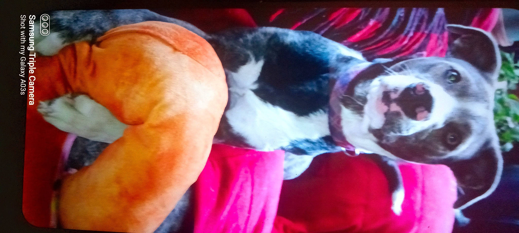 Honey joined the competition — help win amazing prizes! art, boston_terrier, canidae, carmine, carnivore, comfort, companion_dog, dog, dog_breed, dog_supply, event, fawn, fur, human_leg, magenta, paw, snout, sporting_group, tail, whiskers