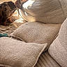 Spritz participe au concours pour gagner de l'argent avec cette photo : animal, bed, beige, brown_dog, companion, couch, cozy, cute, dog, home, indoor, pet, pillows, plush, puppy, relaxation, resting, sniffing, soft_texture, sunlight
