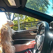 Mimi is registered to the contest to win money with this photo: dog, car_interior, steering_wheel, driver, hand, sunlight, window, trees, daytime, seat, fur, pet, road_trip, vehicle, outdoor, leisure, transportation, nature, bright, motion