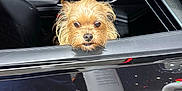 Mimi joined the competition — help win amazing prizes! dog, car, window, pet, animal, fur, black_interior, reflection, curious, cute, scruffy, canine, transportation, vehicle, door_handle, outdoor, daylight, closeup, companion, curiosity