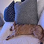 Mimi joined the competition — help win amazing prizes! dog, sleeping, couch, pillow, lamp, indoor, relaxation, furniture, pet, cozy, fur, brown, white, texture, home, resting, quiet, small_dog, living_room, comfort