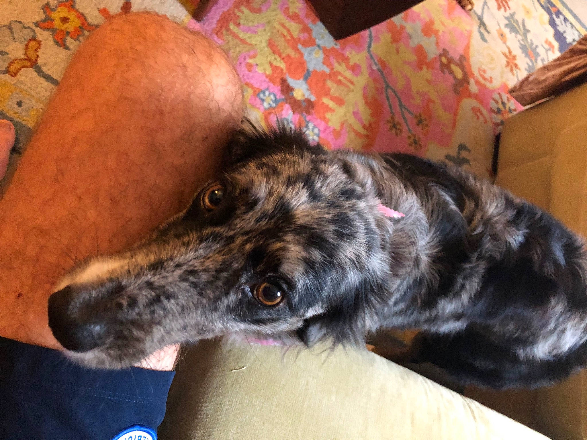 Annie is registered to the contest to win money with this photo: canidae, carnivore, collar, comfort, companion_dog, couch, dog, dog_breed, fur, shipping_box, sighthound, snout, sporting_group, terrestrial_animal, texas_heeler, working_animal