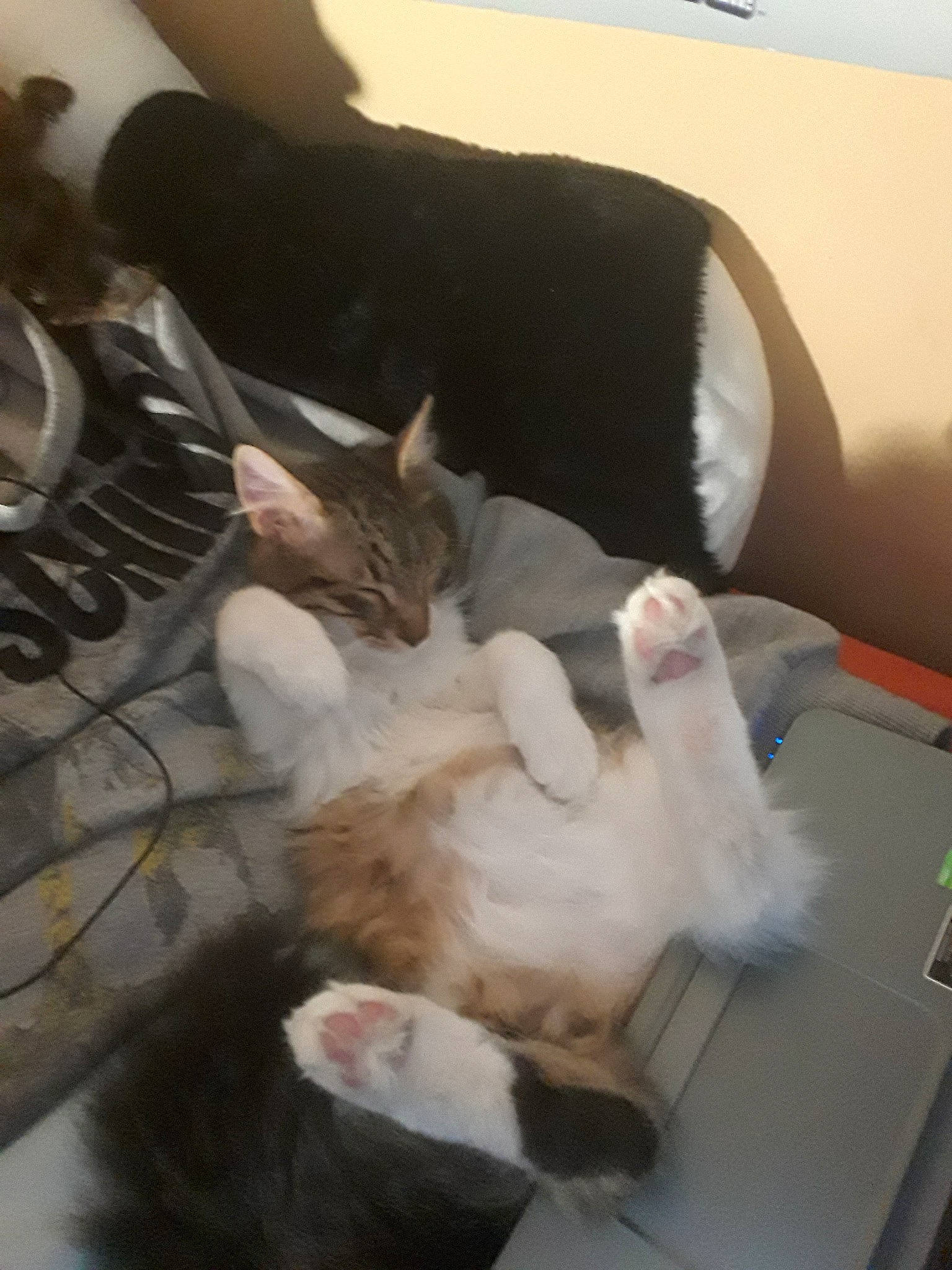 Floyd participe au concours pour gagner de l'argent avec cette photo : carnivore, cat, domestic_short_haired_cat, ear, european_shorthair, felidae, fur, kitten, leg, small_to_medium_sized_cats, tail, turkish_van, whiskers