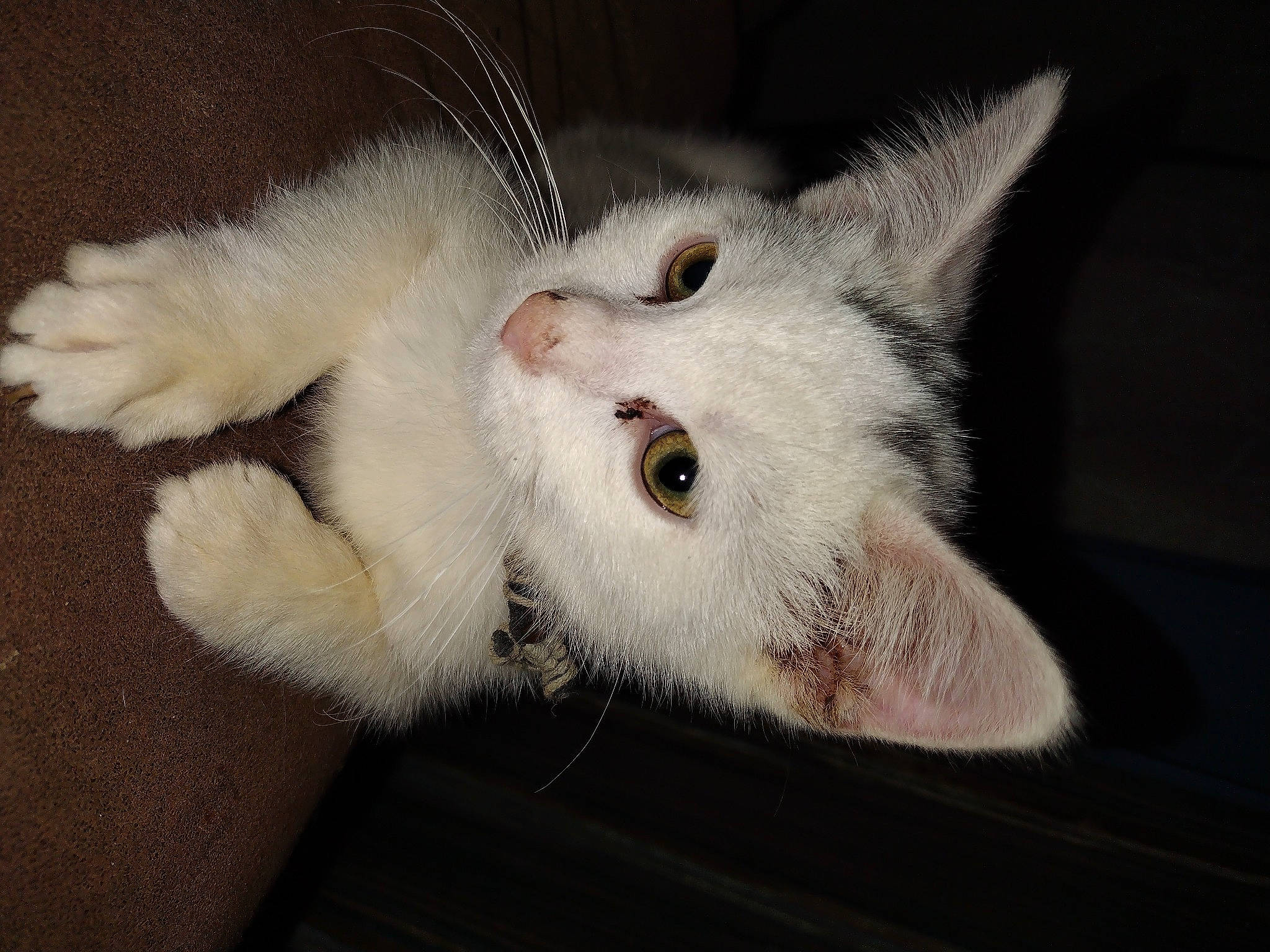 Ghostface is registered to the contest to win money with this photo: carnivore, cat, cat_supply, domestic_short_haired_cat, fang, felidae, fur, paw, small_to_medium_sized_cats, tail, whiskers