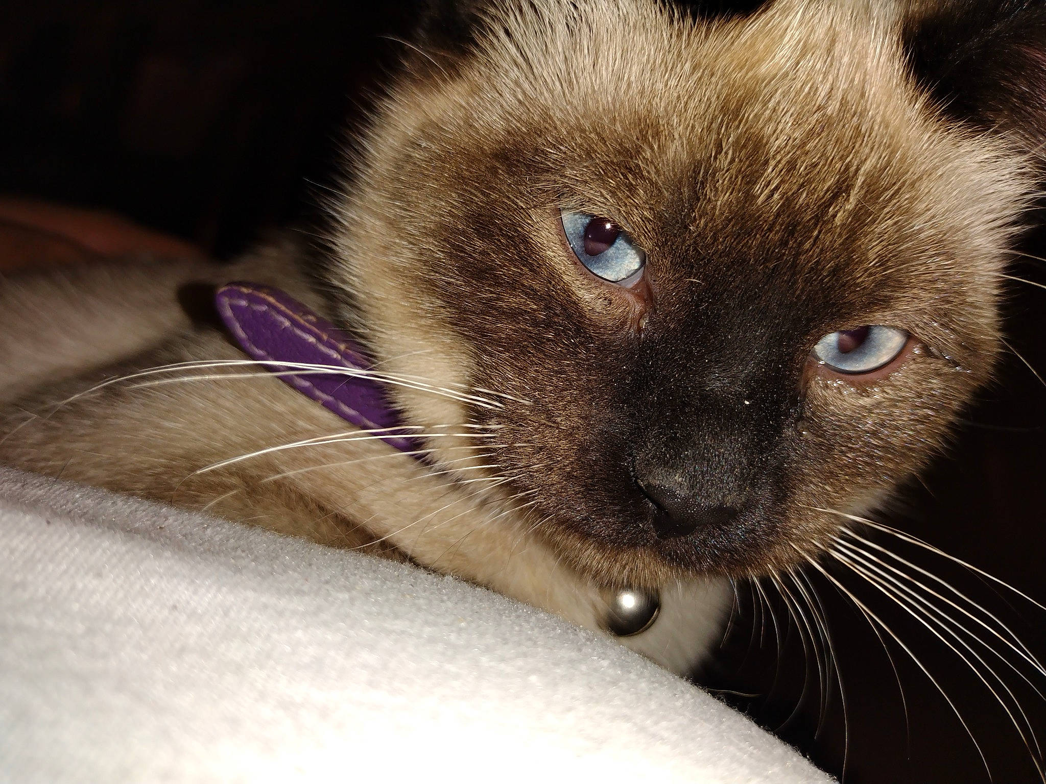 Gizmo is registered to the contest to win money with this photo: carnivore, cat, claw, close_up, domestic_short_haired_cat, fawn, felidae, fur, iris, paw, siamese, small_to_medium_sized_cats, snout, terrestrial_animal, thai, whiskers