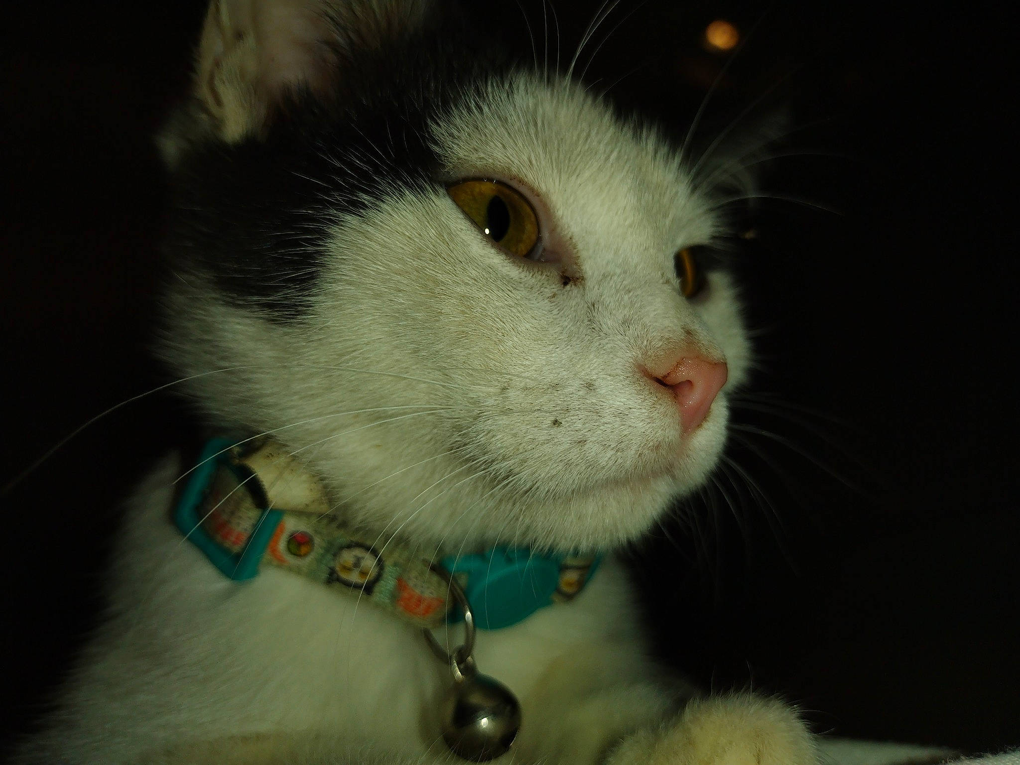 Stripe is registered to the contest to win money with this photo: carnivore, cat, collar, domestic_short_haired_cat, fashion_accessory, felidae, fur, jewellery, paw, small_to_medium_sized_cats, snout, tail, whiskers