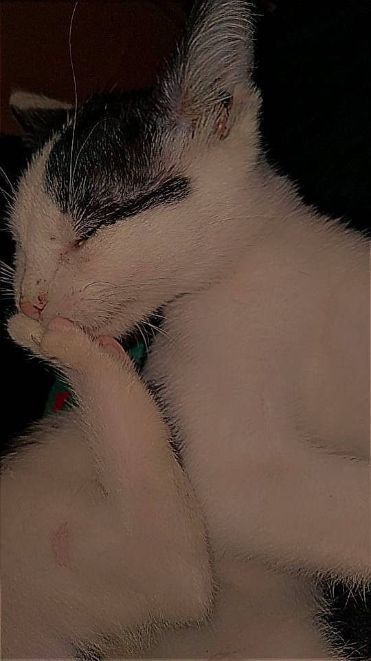 Stripe joined the competition — help win amazing prizes! carnivore, cat, claw, cloud, comfort, domestic_short_haired_cat, felidae, foot, fur, gesture, leg, love, nap, paw, sky, small_to_medium_sized_cats, snout, tail, whiskers