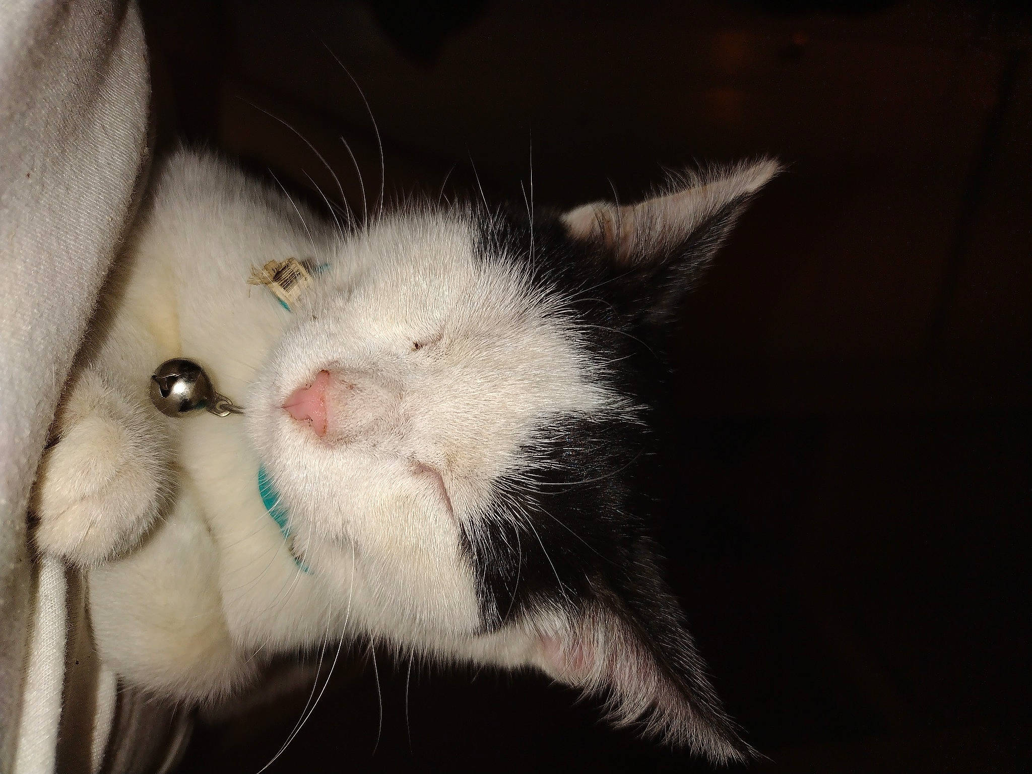 Stripe joined the competition — help win amazing prizes! carnivore, cat, claw, domestic_short_haired_cat, ear, eye, fang, felidae, fur, iris, paw, small_to_medium_sized_cats, snout, tail, whiskers