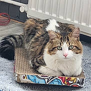 Nougat a rejoint le concours — aidez-le/la à gagner de superbes lots ! black_fur, box, brown_fur, carpet, cat, close_up, curious, cute, feline, floor, fur, green_eyes, indoor, looking, pet, radiator, resting, scratcher, tabby, white_fur