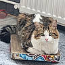 black_fur, box, brown_fur, carpet, cat, close_up, curious, cute, feline, floor, fur, green_eyes, indoor, looking, pet, radiator, resting, scratcher, tabby, white_fur