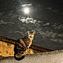 alone, animal, cat, clouds, concrete, dark_sky, feline, glowing_eyes, ledges, moon, mysterious, night, night_sky, nocturnal, outdoor, pets, sitting, tabby_cat, wall, wildlife