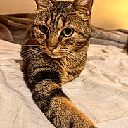 Iris a rejoint le concours — aidez-le/la à gagner de superbes lots ! animal, bed, blanket, cat, closeup, cozy, cute, domestic_animal, feline, fur, indoor, mammal, paw, pet, portrait, relaxed, stretching, tabby_cat, warm_light, whiskers