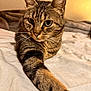 animal, bed, blanket, cat, closeup, cozy, cute, domestic_animal, feline, fur, indoor, mammal, paw, pet, portrait, relaxed, stretching, tabby_cat, warm_light, whiskers