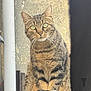 Iris participe au concours pour gagner de l'argent avec cette photo : animal, background, cat, closeup, curious, feline, fur, green_eyes, looking, outdoor, pet, pipe, portrait, sitting, tabby, tail, texture, urban, wall, whiskers