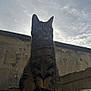 Iris participe au concours pour gagner de l'argent avec cette photo : alone, animal, cat, cloudy, daylight, ears, feline, ledge, moody, nature, outdoor, pet, silhouette, sitting, sky, tabby, tail, urban, wall, whiskers