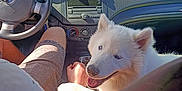 Everest participe au concours pour gagner de l'argent avec cette photo : animal, baby, canine, dog, driving, eskimodog, face, head, husky, machine, outdoors, person, pet, photography, portrait, puppy, transportation, vehicle, wheel, whitedog