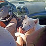 animal, baby, canine, dog, driving, eskimodog, face, head, husky, machine, outdoors, person, pet, photography, portrait, puppy, transportation, vehicle, wheel, whitedog