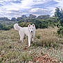 animal, canine, dog, field, grass, grassland, grove, land, landscape, nature, outdoors, pet, plant, puppy, scenery, tree, vegetation, whitedog, wilderness, woodland