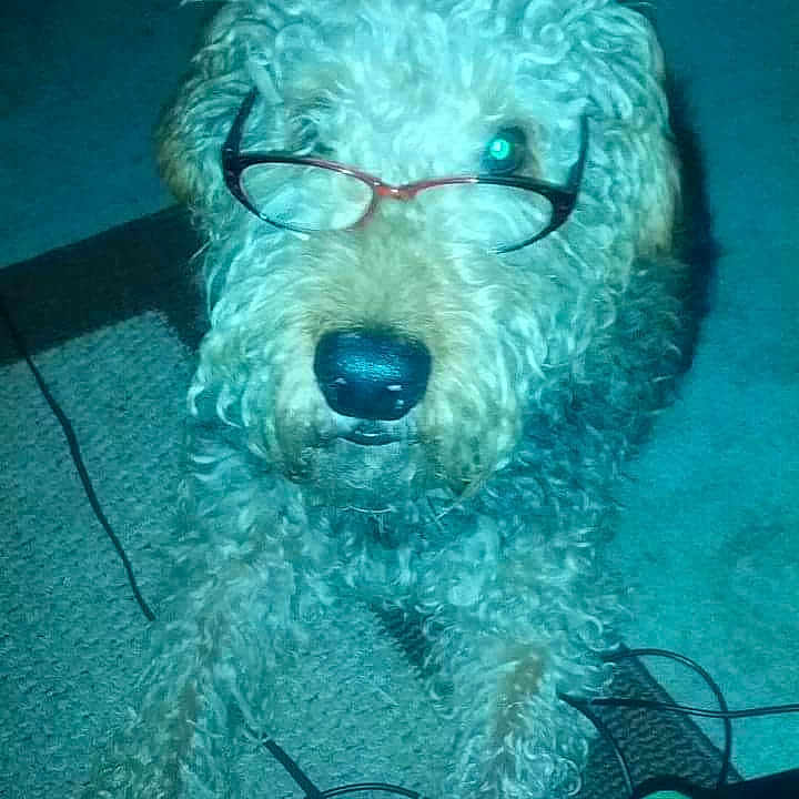 Galdar Valladares is registered to the contest to win money with this photo: animal, cables, carpet, close_up, curly_fur, cute, dog, domestic_animal, ears, face, flash_reflection, fur_texture, glasses, indoors, lying_down, muzzle, nostalgic, nostrils, pet, portrait