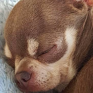 Minnie is registered to the contest to win money with this photo: dog, sleeping, close_up, brown, white, nose, fur, pet, cozy, blanket, resting, cute, animal, mammal, indoor, peaceful, small_dog, relaxing, soft, snout