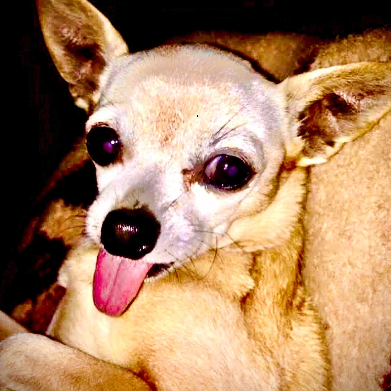 Sexy Sadie joined the competition — help win amazing prizes! animal, canine, chihuahua, close_up, cute, dog, ears, expression, face, fur, indoor, light_shadow, mammal, nose, pet, playful, portrait, small_dog, tongue_out, whiskers
