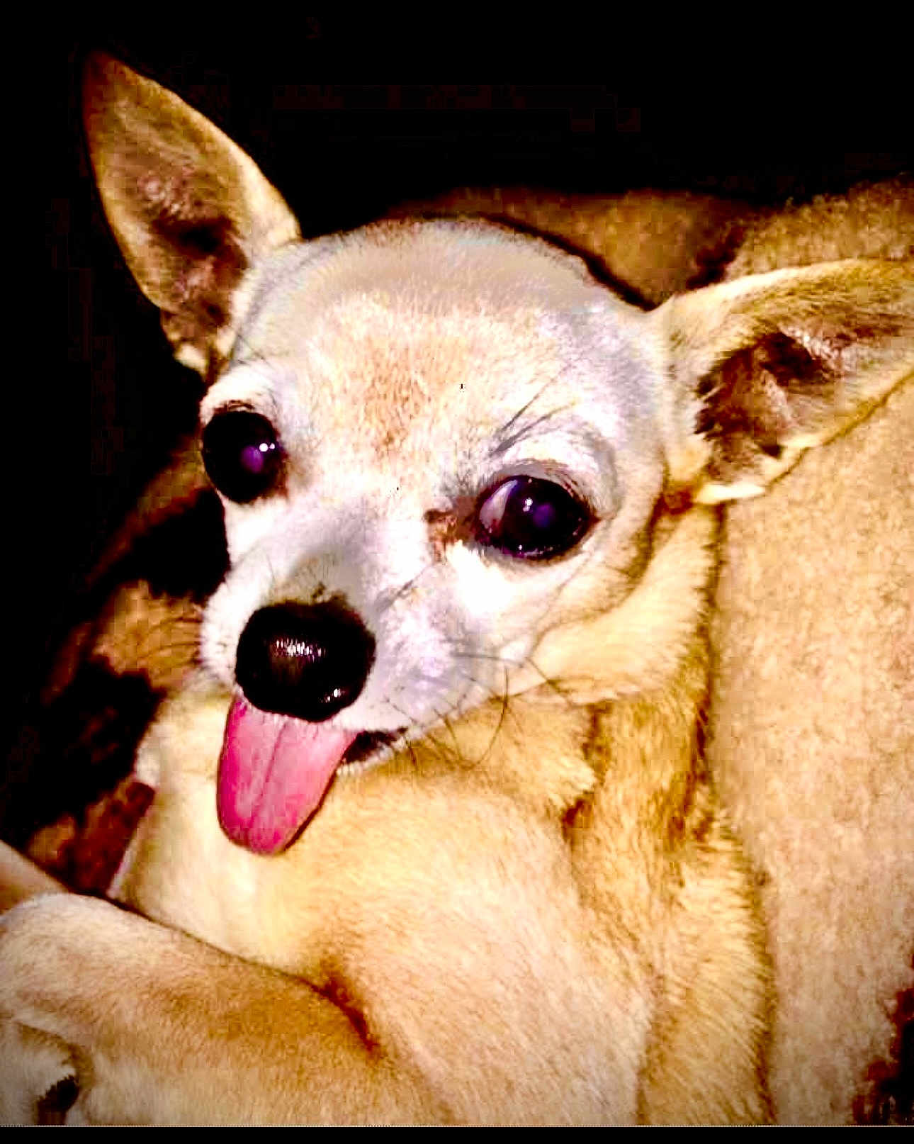 Sexy Sadie joined the competition — help win amazing prizes! dog, chihuahua, pet, tongue_out, close_up, animal, fur, ears, nose, whiskers, cute, small_dog, portrait, indoor, light_shadow, playful, expression, face, canine, mammal