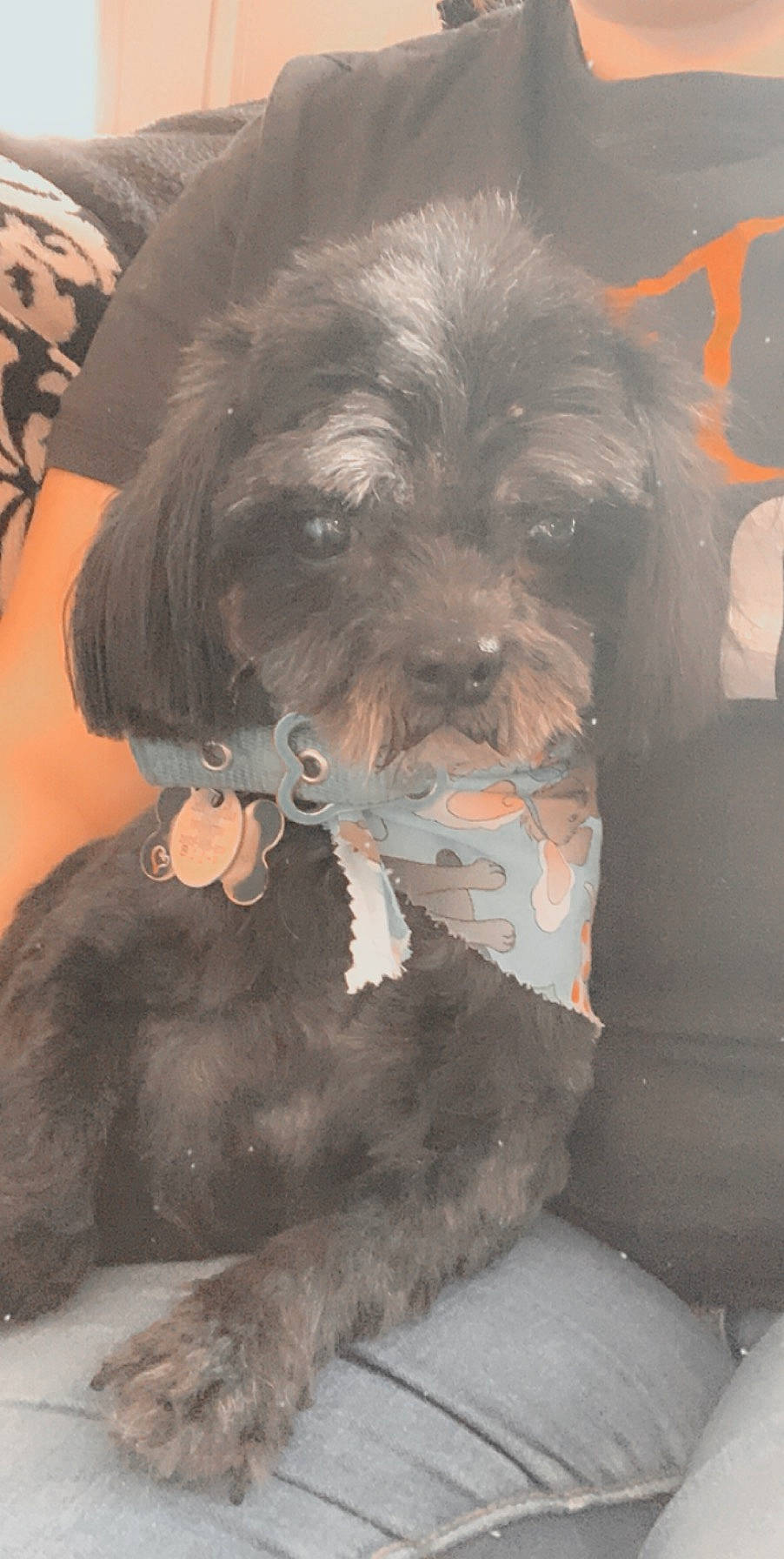 Lola is registered to the contest to win money with this photo: affenpinscher, bolonka, canidae, carnivore, chinese_imperial_dog, companion_dog, dog, dog_breed, lhasa_apso, miniature_schnauzer, morkie, puppy, rare_breed_dog, schnoodle, shih_poo, shih_tzu, snout, sporting_group, terrier, toy_dog