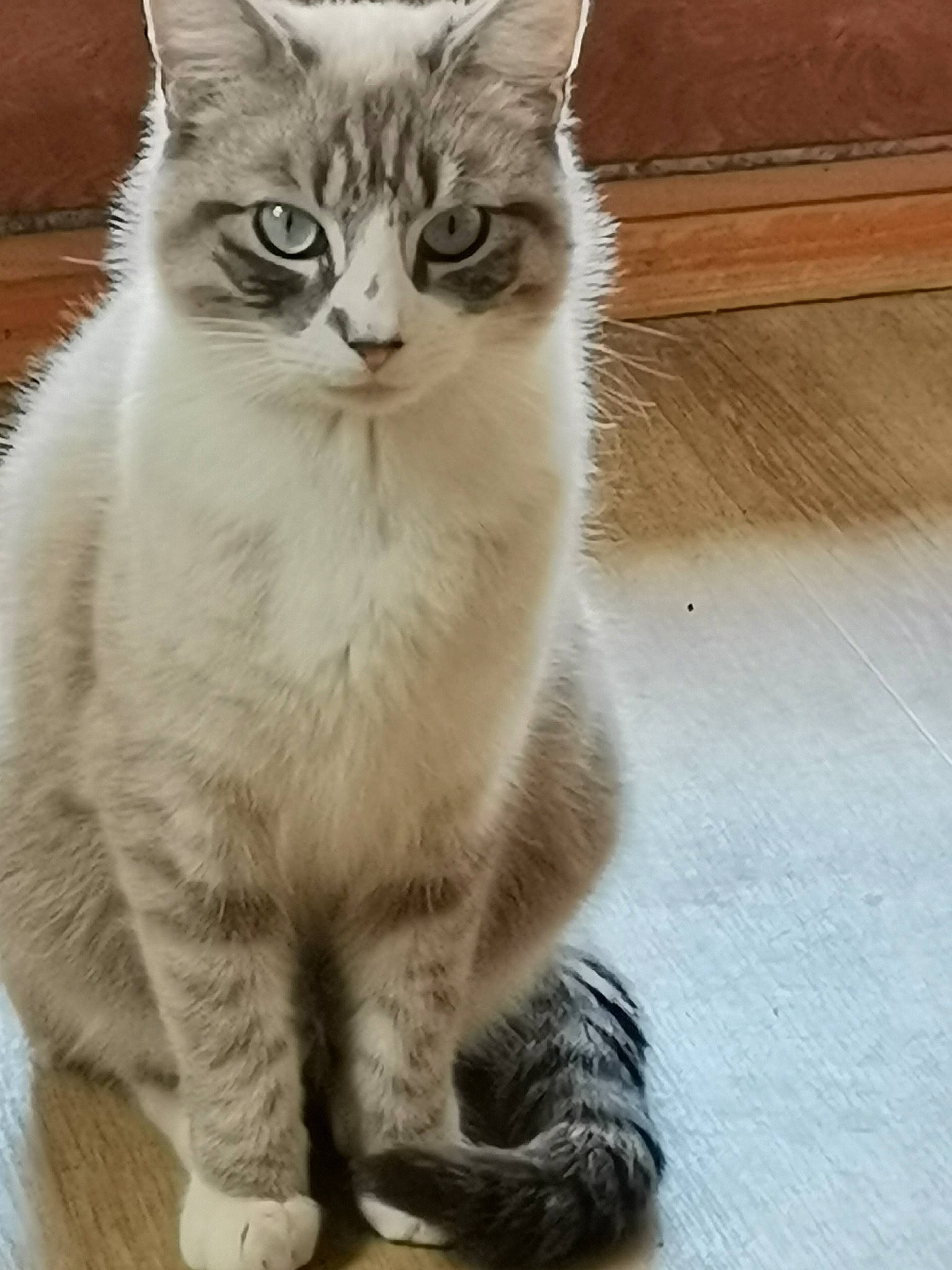 Albert a rejoint le concours — aidez-le/la à gagner de superbes lots ! carnivore, cat, claw, domestic_short_haired_cat, door, fawn, felidae, flooring, foot, fur, hardwood, paw, sitting, small_to_medium_sized_cats, snout, tail, terrestrial_animal, whiskers, window, wood