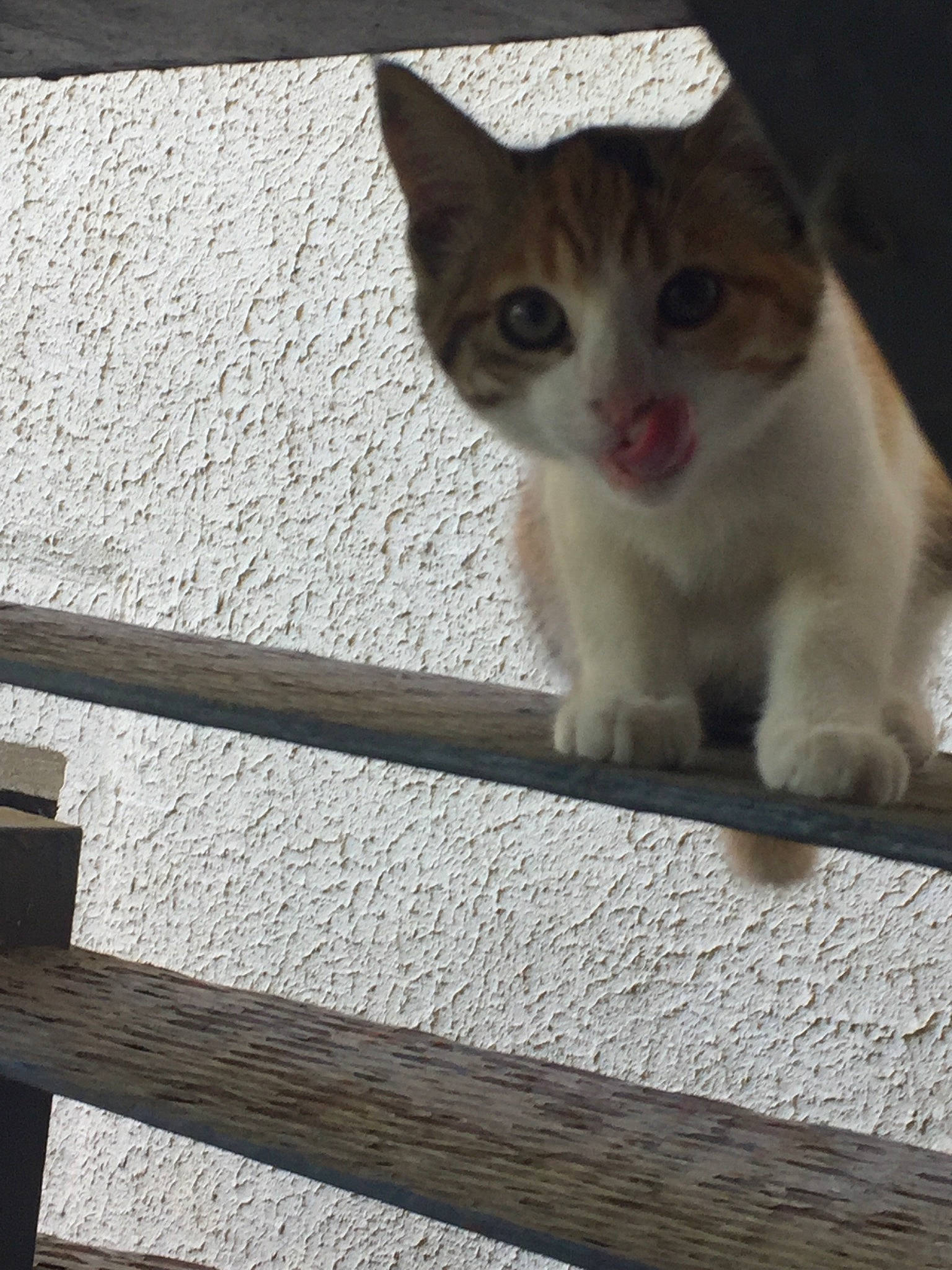 Lizzie a rejoint le concours — aidez-le/la à gagner de superbes lots ! carnivore, cat, claw, domestic_short_haired_cat, fawn, felidae, fur, paw, small_to_medium_sized_cats, snout, tail, terrestrial_animal, whiskers, window, wood