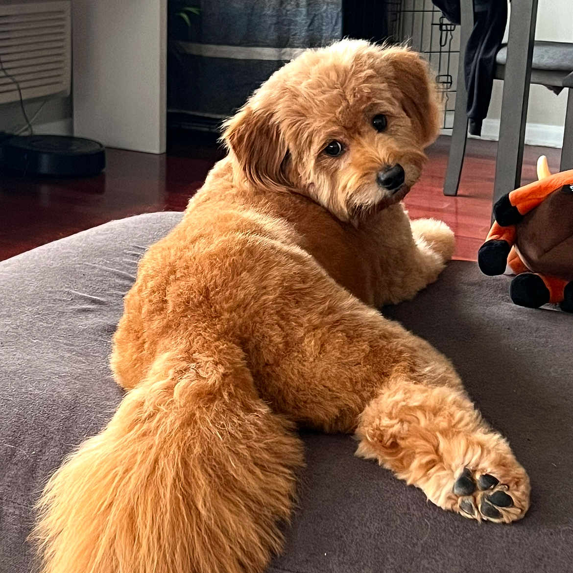 Tucker is registered to the contest to win money with this photo: animal, chair, cozy, cushion, cute, dog, floor, fluffy, furniture, golden_brown, home, indoor, looking_back, paw, pet, plush_toy, relaxed, table, tail, wood_floor