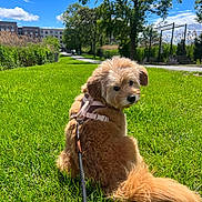 Tucker joined the competition — help win amazing prizes! dog, grass, leash, harness, outdoor, park, tree, blue_sky, cloud, sunny, animal, pet, cute, fluffy, greenery, walk, nature, daylight, back_view, canine