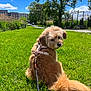 dog, grass, leash, harness, outdoor, park, tree, blue_sky, cloud, sunny, animal, pet, cute, fluffy, greenery, walk, nature, daylight, back_view, canine