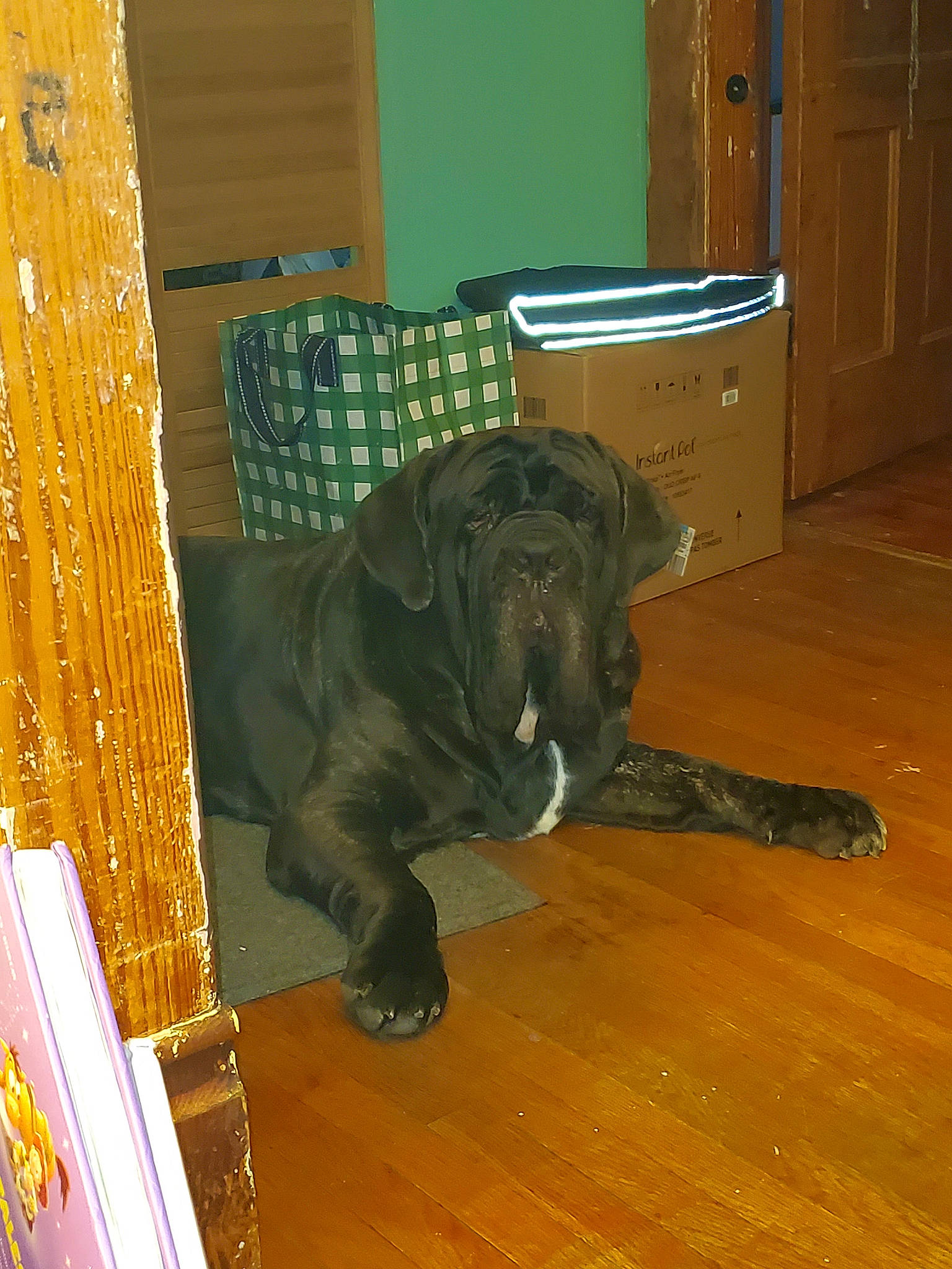 Marcus is registered to the contest to win money with this photo: cabinetry, canidae, carnivore, companion_dog, dog, dog_breed, floor, flooring, hardwood, home, laminate_flooring, liver, pet_supply, plywood, snout, sporting_group, wood, wood_flooring, wood_stain, working_animal