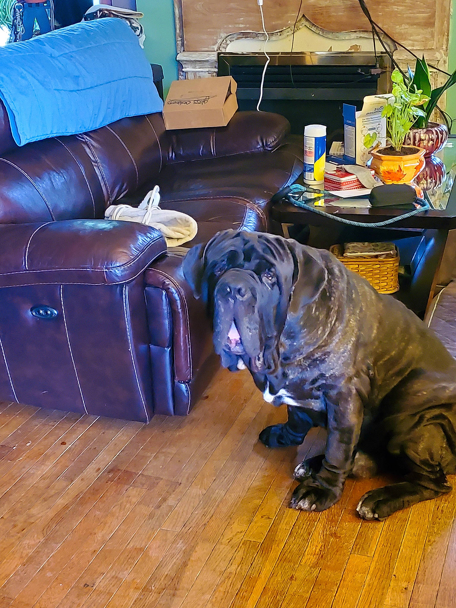 Marcus is registered to the contest to win money with this photo: carnivore, coffee_table, companion_dog, couch, dog, dog_breed, floor, flooring, hardwood, home, houseplant, laminate_flooring, living_room, sofa_bed, studio_couch, varnish, wood, wood_flooring, wood_stain, working_animal