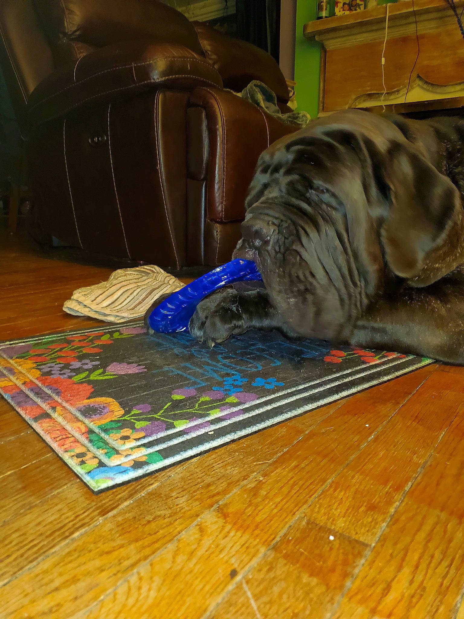 Marcus is registered to the contest to win money with this photo: canidae, carnivore, companion_dog, dog, dog_breed, dog_supply, floor, flooring, hardwood, laminate_flooring, mat, neapolitan_mastiff, plywood, sporting_group, varnish, wood, wood_flooring, wood_stain, working_animal, working_dog