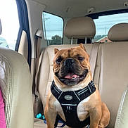 Namor joined the competition — help win amazing prizes! animal, bulldog, canine, car, companion, cute, dog, domestic_animal, front_seat, happy, harness, leather_seat, pet, seat, sitting, smiling, tongue_out, transportation, travel, vehicle_interior