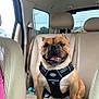 animal, bulldog, canine, car, companion, cute, dog, domestic_animal, front_seat, happy, harness, leather_seat, pet, seat, sitting, smiling, tongue_out, transportation, travel, vehicle_interior