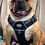 Namor is registered to the contest to win money with this photo: animal, backseat, brown_fur, bulldog, canine, car, closeup, dog, domestic_animal, friendly, happy, harness, indoors, leather_seat, mammal, pet, short_hair, sitting, tongue_out, transport