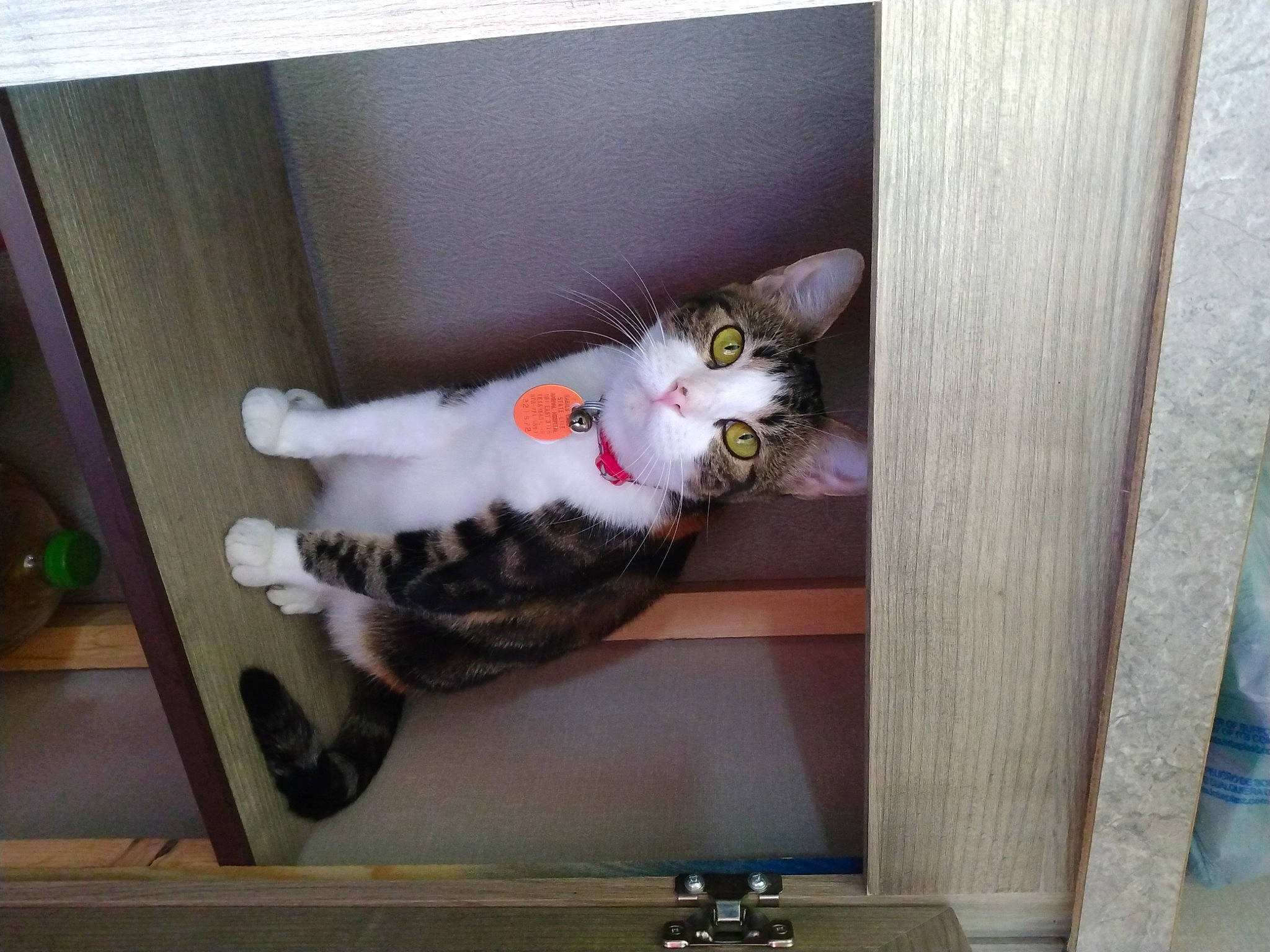 Autumn is registered to the contest to win money with this photo: art, carnivore, cat, display_case, domestic_short_haired_cat, door, felidae, fur, glass, hardwood, paw, room, shelf, shelving, small_to_medium_sized_cats, tail, visual_arts, whiskers, window, wood