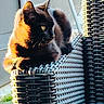 cat, black_cat, animal, pet, outdoor, sunlight, chair, woven_chair, furniture, relaxing, perched, side_view, backyard, daylight, serene, contemplative, fur, whiskers, ears, yellow_eyes