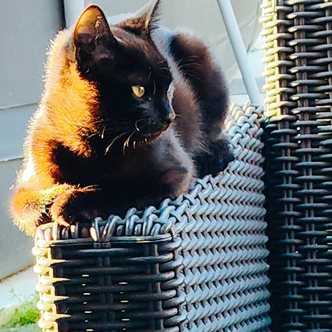 Oxo participe au concours pour gagner de l'argent avec cette photo : cat, black_cat, animal, pet, outdoor, sunlight, chair, woven_chair, furniture, relaxing, perched, side_view, backyard, daylight, serene, contemplative, fur, whiskers, ears, yellow_eyes