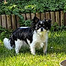 dog, black_and_white, small_dog, grass, garden, sunlight, outdoor, plants, wooden_fence, pet, animal, fur, ears, tail, nature, daylight, greenery, canine, cute, standing