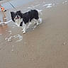 Vaïka a rejoint le concours — aidez-le/la à gagner de superbes lots ! dog, beach, sand, water, waves, leash, pet, outdoor, sky, cloudy, animal, happy, walking, shore, people, footwear, rocks, coast, nature, playful