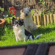 Vaïka a rejoint le concours — aidez-le/la à gagner de superbes lots ! dog, dogs, garden, grass, sunlight, flower, wooden_fence, greenery, pet, outdoor, nature, animal, cute, fluffy, small_dog, black_and_white, cream_fur, relaxing, summer, yard