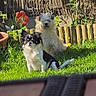 dog, dogs, garden, grass, sunlight, flower, wooden_fence, greenery, pet, outdoor, nature, animal, cute, fluffy, small_dog, black_and_white, cream_fur, relaxing, summer, yard