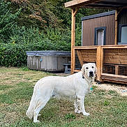 Lomio participe au concours pour gagner de l'argent avec cette photo : dog, white_dog, golden_retriever, pet, animal, standing, outdoors, backyard, grass, lawn, wooden_porch, deck, house, shed, hot_tub, trees, garden, collar, fluffy, portrait