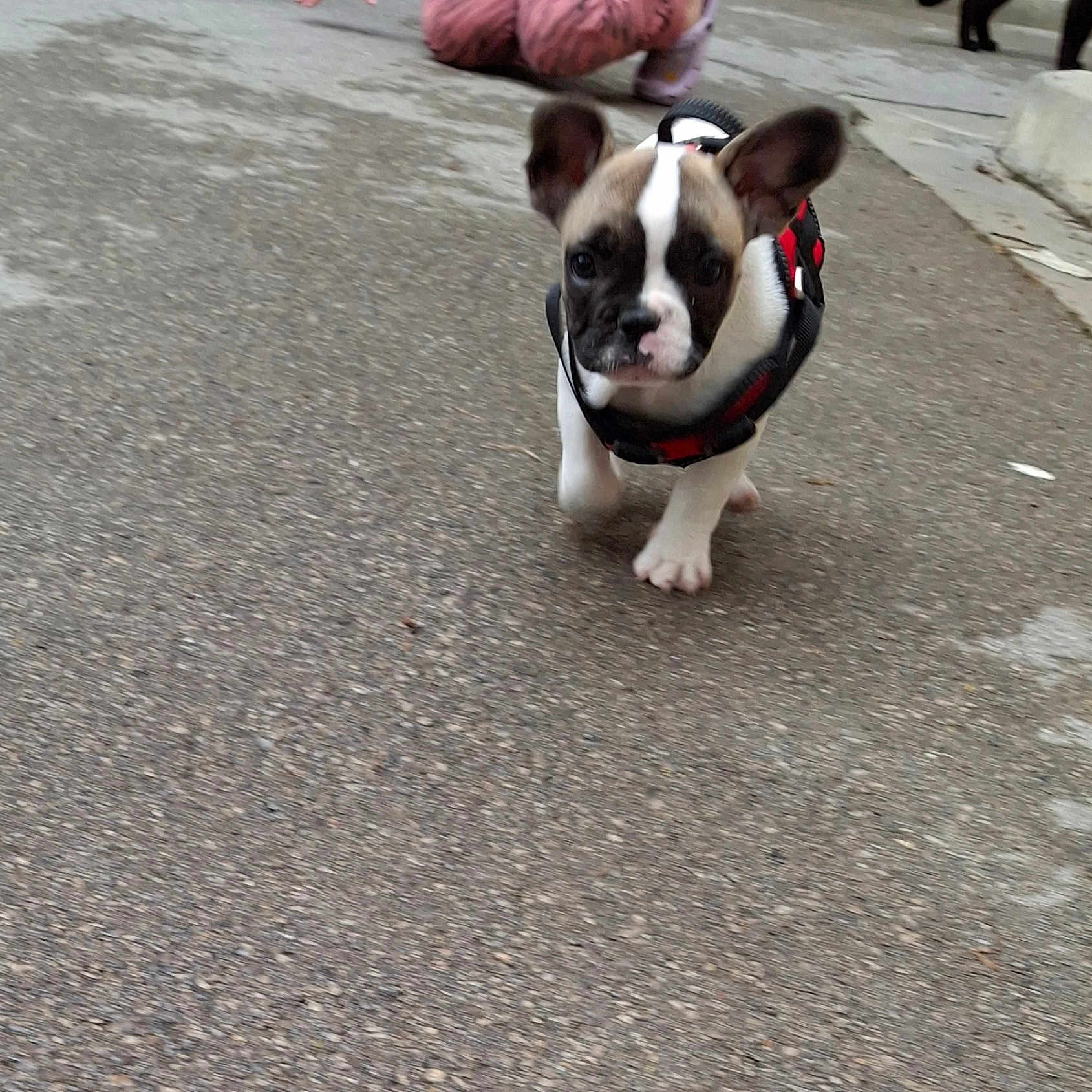 Caramel a rejoint le concours — aidez-le/la à gagner de superbes lots ! animal, bostonbull, boxer, bulldog, canine, city, clothing, dog, footwear, frenchbulldog, hound, leash, person, pet, pitbull, puppy, road, shoe, street, urban