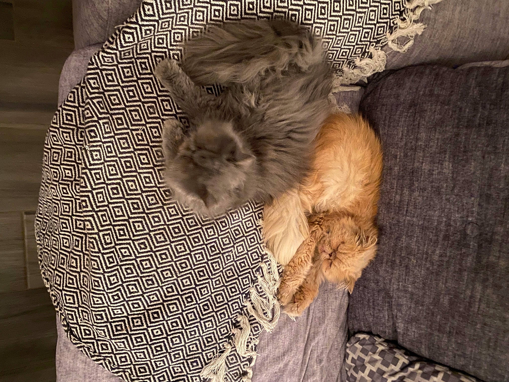 Guigui participe au concours pour gagner de l'argent avec cette photo : carnivore, comfort, companion_dog, dog, dog_breed, domestic_short_haired_cat, fawn, felidae, fur, grey, linens, liver, pattern, paw, small_to_medium_sized_cats, sporting_group, tail, toy_dog, whiskers, wood